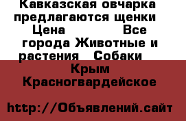 Кавказская овчарка -предлагаются щенки › Цена ­ 20 000 - Все города Животные и растения » Собаки   . Крым,Красногвардейское